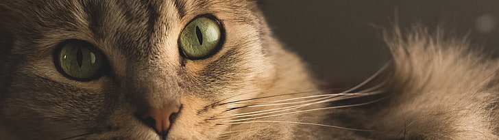 brown cat, portrait, multiple display, animals, green eyes, domestic Cat, HD wallpaper