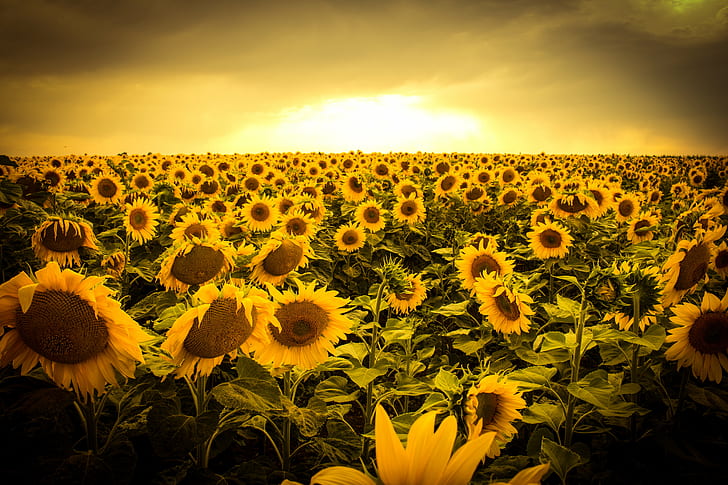 bed of sunflowers photo in golden hour, sunflowers, sunset, nature