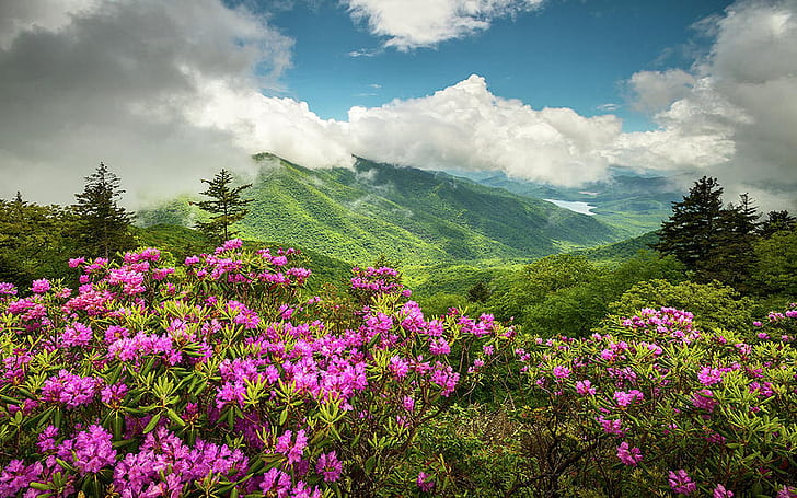 Appalachian Mountains North Carolina Blue Ridge Parkway Spring Flowers Summer Landscape 1920×1200, HD wallpaper