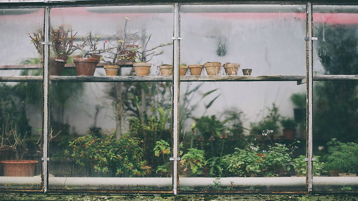 window, greenhouse, plants, day, no people, nature, outdoors, HD wallpaper