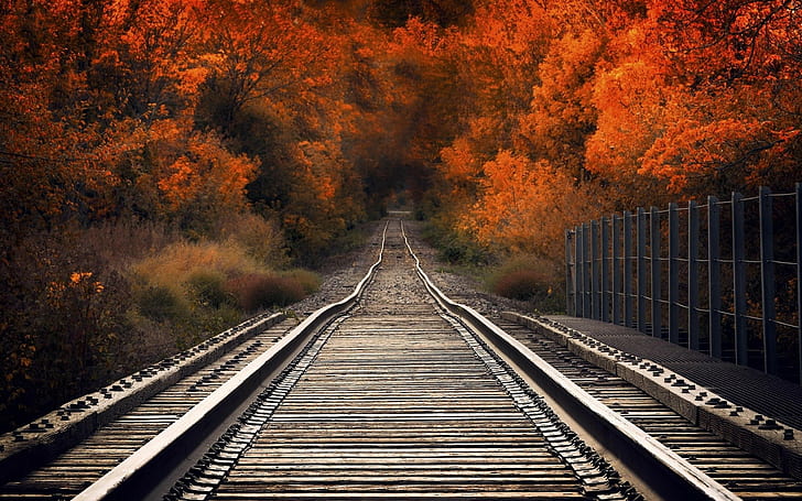 nature, railway, HD wallpaper