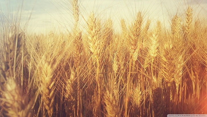 brown grass plant, nature, wheat, plants, crop, agriculture, cereal plant, HD wallpaper