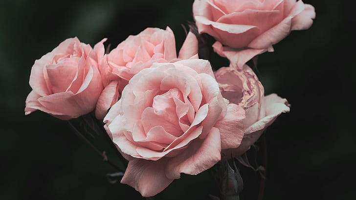 rose, pink flowers, flowering plant, fragility, vulnerability, HD wallpaper