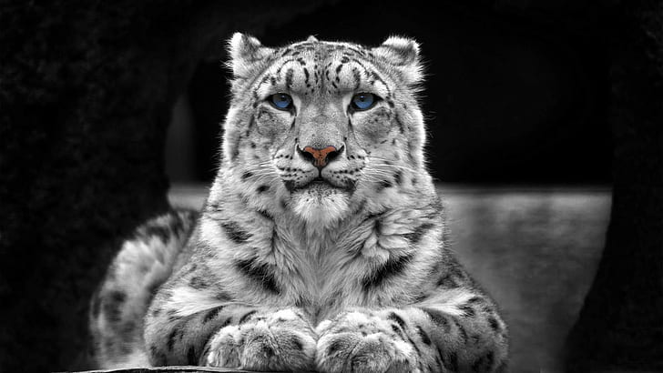selective coloring, animals