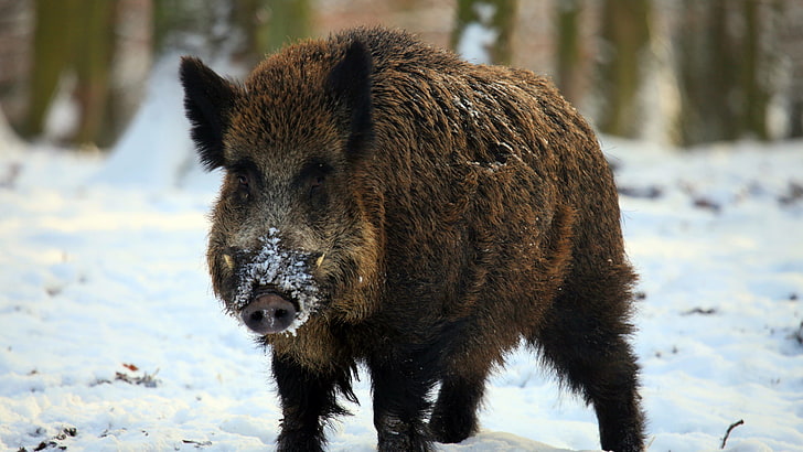 animals, brown bear, wild boar, swine, ungulate, mammal, bison, HD wallpaper