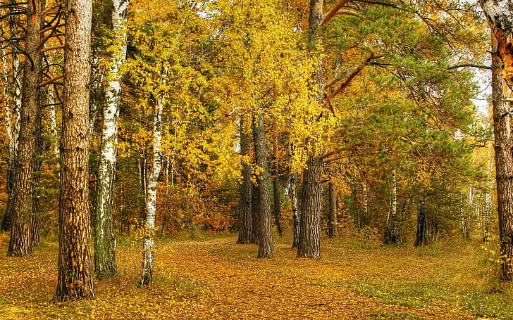Autumn, birch, yellow leaves, trees, forest, HD wallpaper
