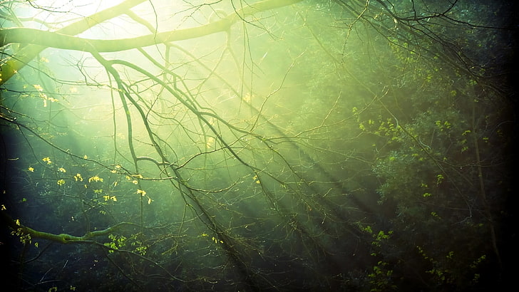 forest photography, sunlight, trees, branch, nature, plants, beauty in nature, HD wallpaper