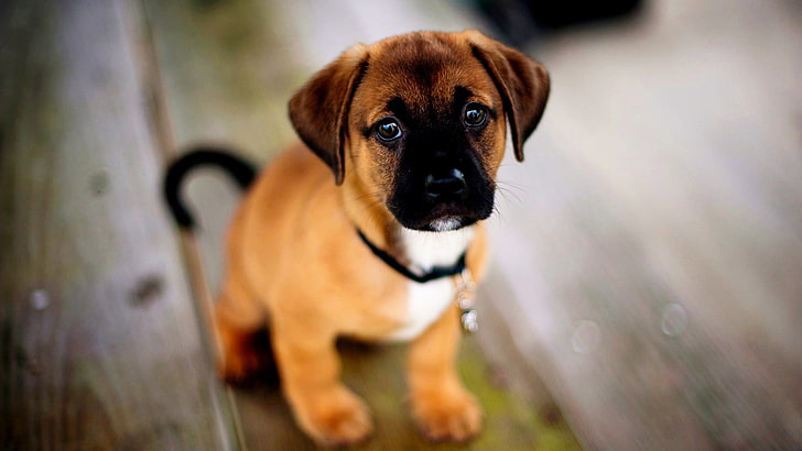brown and white puppy, animals, dog, wooden surface, depth of field