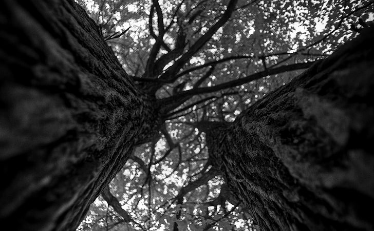 Ginkgo Trees Black and White, Japan, canon, bokeh, blackandwhite, HD wallpaper