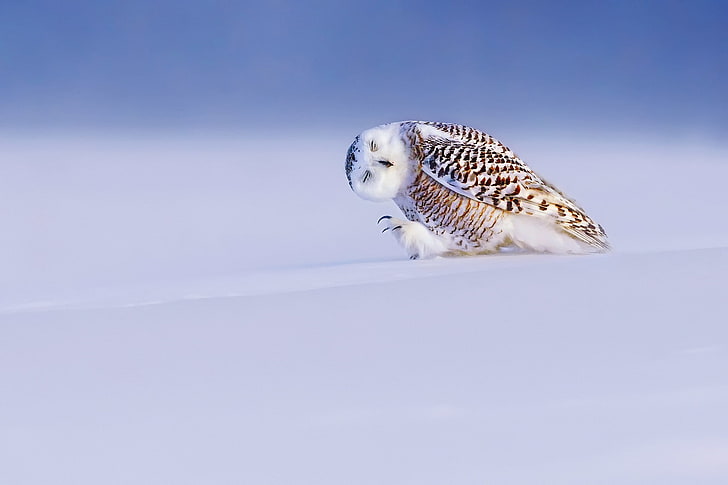 white and brown owl, winter, light, snow, bird, snowy owl, white owl