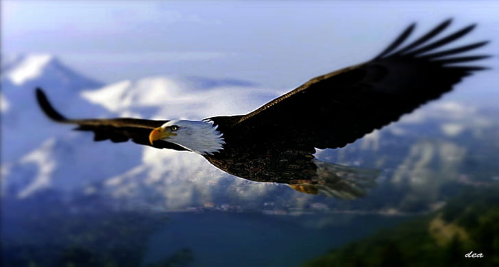 American Eagle flying in the sky, bald Eagle, eagle - Bird, bird of Prey, HD wallpaper