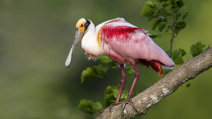 Roseate Spoonbill Louisiana United States Rip’s Rookery At Jefferson Island Birds Desktop Hd Wallpaper For Pc Tablet And Mobile 3840×2160, HD wallpaper