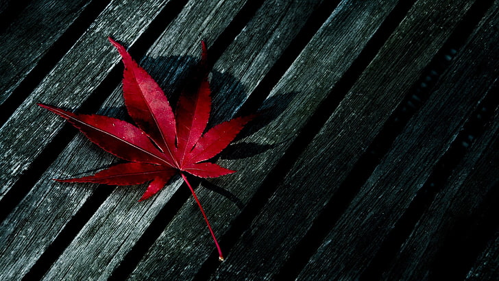 red maple leaf, red maple leaf on black wooden surface, fall, HD wallpaper