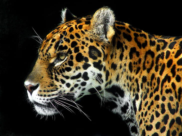 photo of cheetah, panthera onca, panthera onca, zoo, love, pic, HD wallpaper
