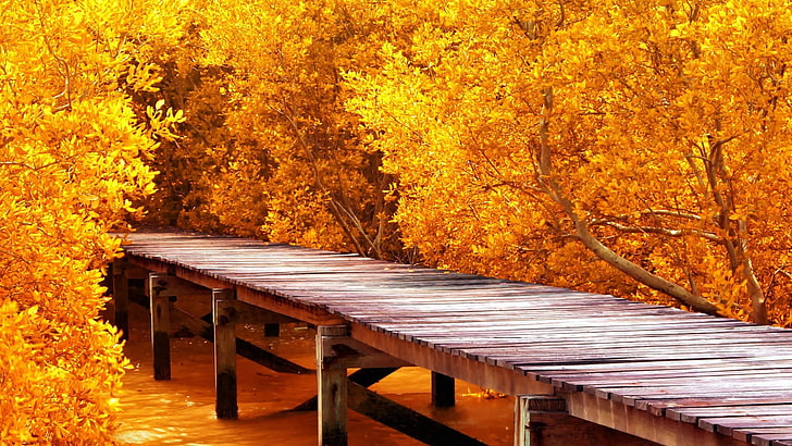 brown wooden dock, brown wooden bridge surrounded by orange trees