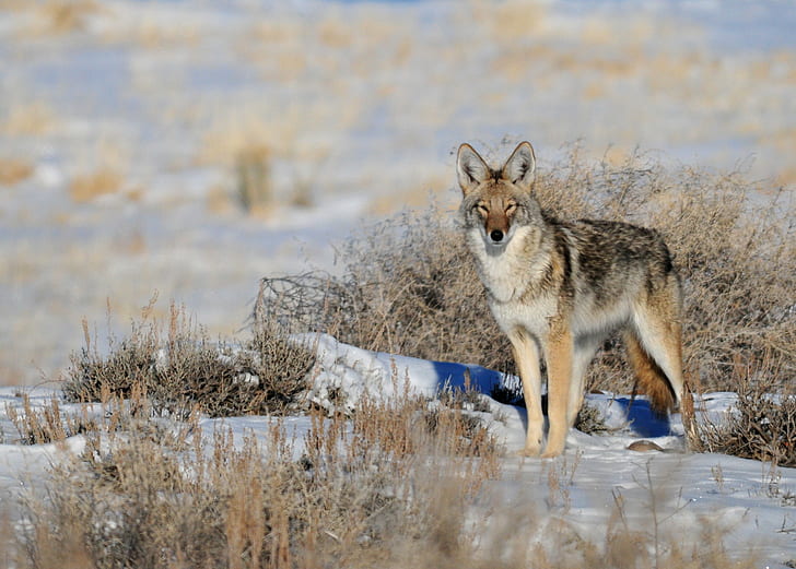 view of gray wolf, coyote, coyote, NWR, Nature  Conservation, HD wallpaper