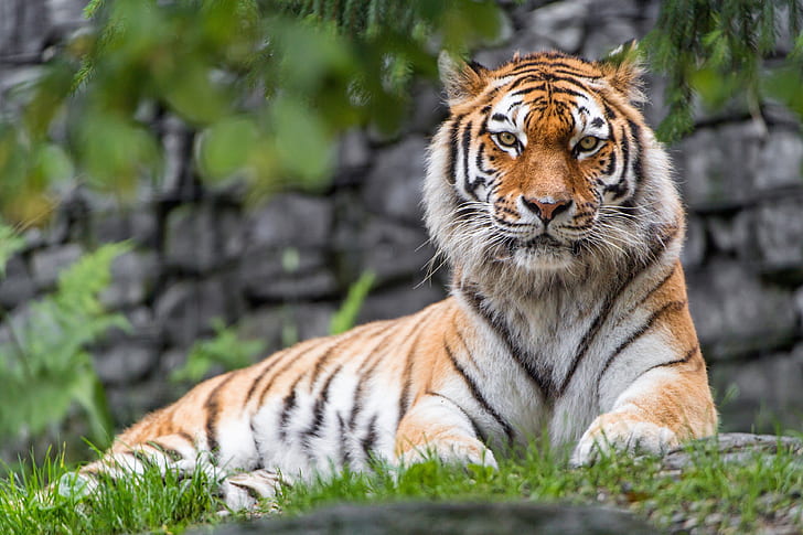 siberian tiger 4k  download, HD wallpaper