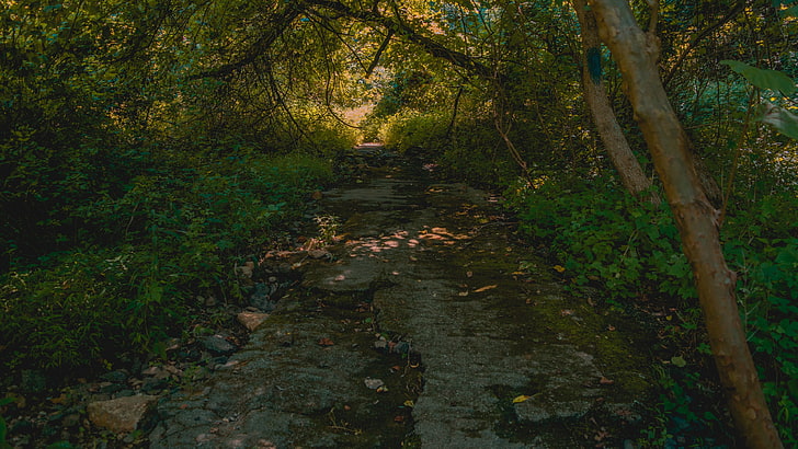 green leaf plant, path, forest, trees, growth, land, tranquility