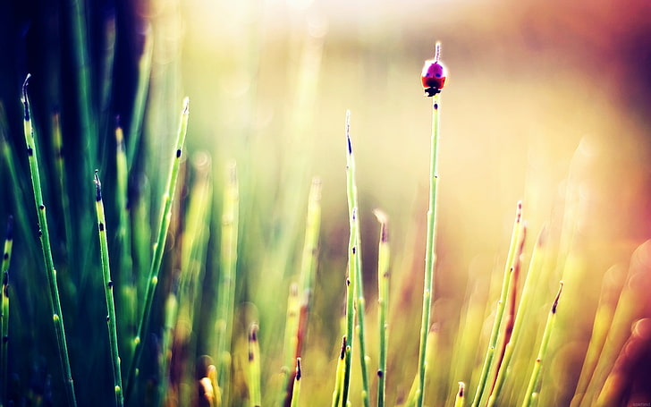 nature, grass, ladybugs, insect, plant, beauty in nature, growth, HD wallpaper