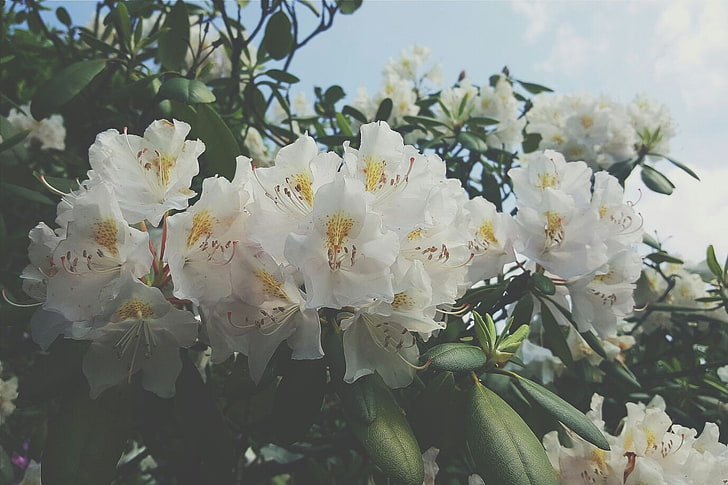 flowers, white, summer, plant, flowering plant, freshness, beauty in nature