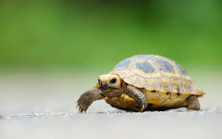 baby elongated tortoise-HD Desktop Wallpaper, turtle, animal themes