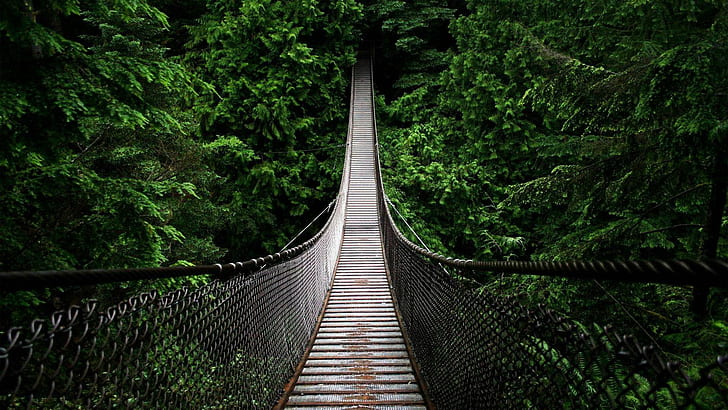 Just a bridge HD, black steel hanging bridge, rainforest, rope, HD wallpaper