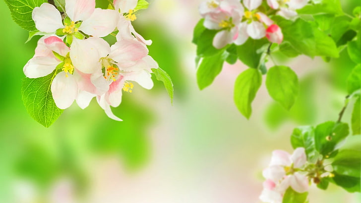 pink and white petaled flowers, nature, flowering plant, freshness