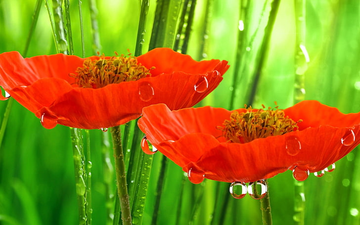 two orange flowers, plants, water drops, red flowers, flowering plant
