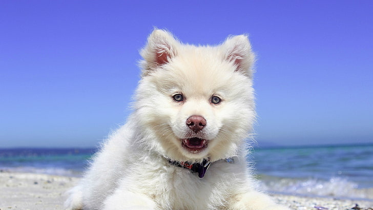 medium short-coated white dog, puppies, animals, landscape, nature, HD wallpaper