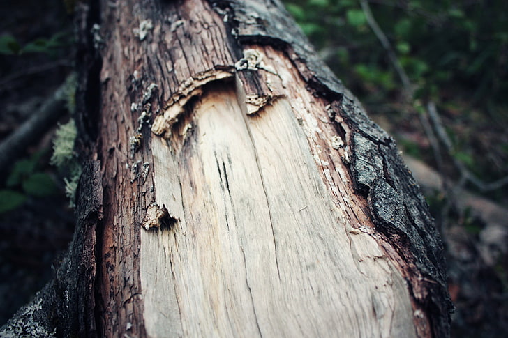 brown tree, wood, forest, nature, tree trunk, close-up, textured