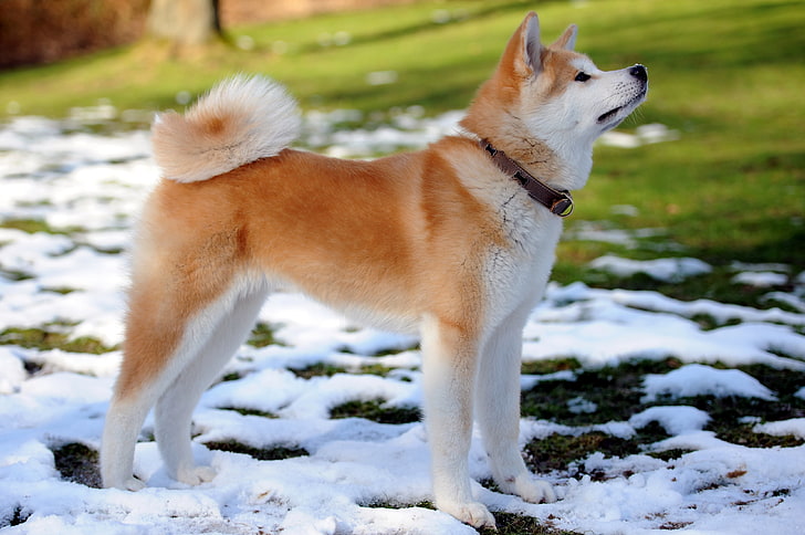 adult brown and white Shiba Inu, snow, each, dog, spring, puppy, HD wallpaper