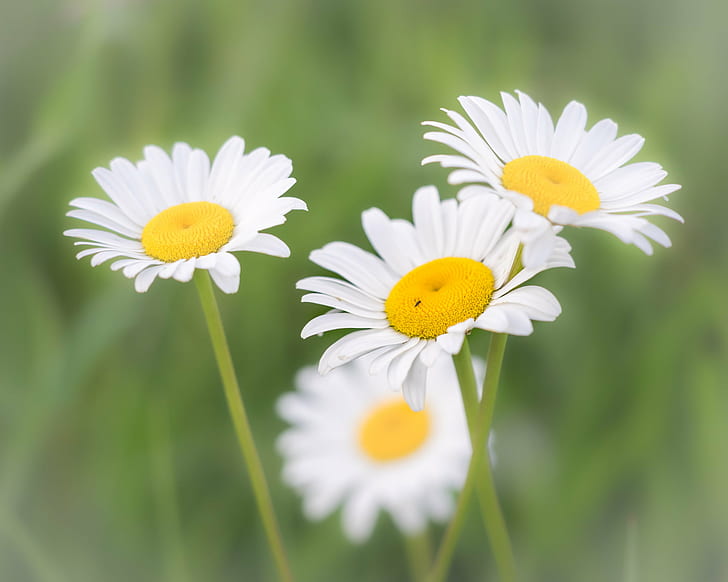 four white daisy flower closed up photography, daisies, daisies, HD wallpaper