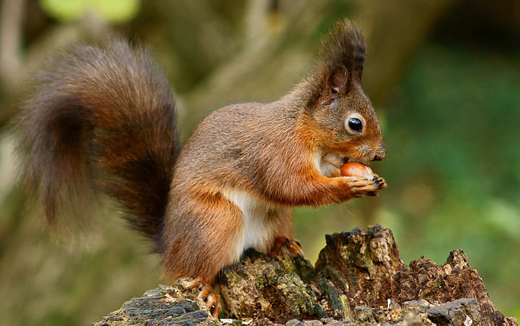 selective focus photo of squirrel, Squirrels, Red  Squirrel, Sciurus  vulgaris, HD wallpaper