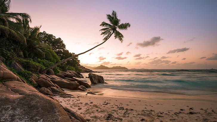 palm tree, seychelles, anse lazio, praslin, chevalier bay, sunrise, HD wallpaper