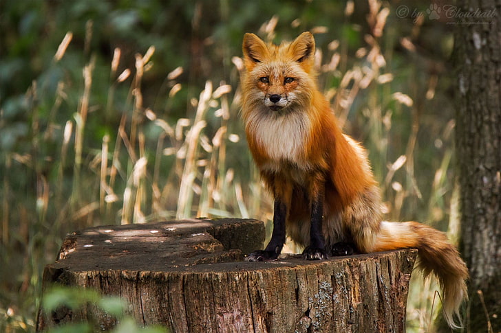 orange fox, animals, one animal, animal themes, animal wildlife