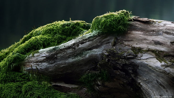 forest, moss, wood, green, trees, nature, log, HD wallpaper