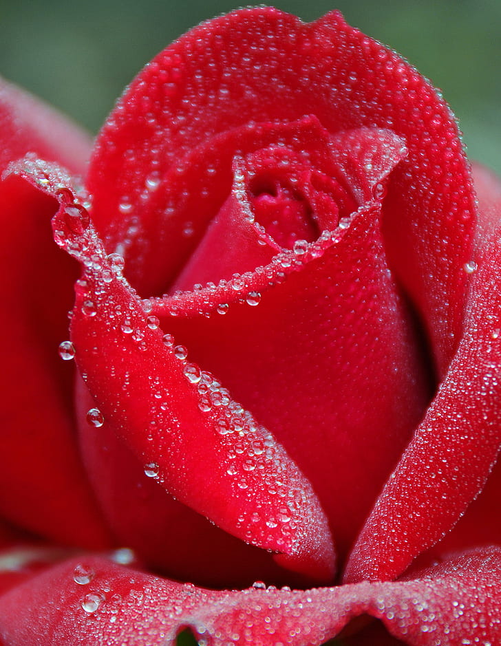 HD wallpaper: red rose, rose, drops, a rose, rose red, Canada, Nova Scotia  | Wallpaper Flare