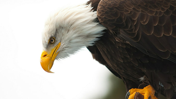 bald eagle, bird, beak, bird of prey, feather, close up, wildlife, HD wallpaper