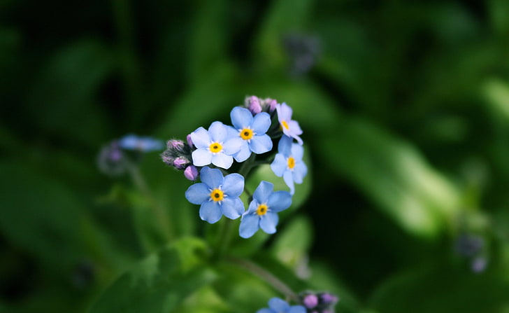 Forget-me-not Flower, blue 5-petaled flowers, Nature, flowering plant, HD wallpaper