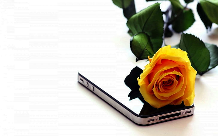 Valentine's Day Gift, space gray iphone 5s, yellow, rose, flower, HD wallpaper