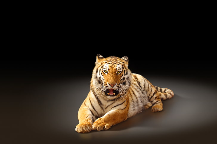 reclining tiger, predator, the Amur tiger, animal, undomesticated Cat, HD wallpaper