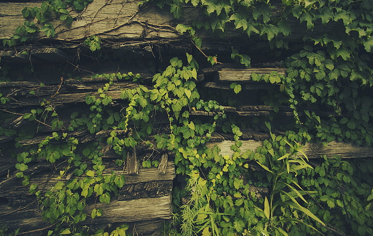 green vine plant, brown wood plank covered with plant, plants