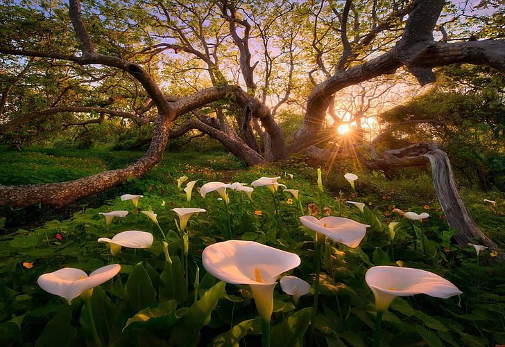 white peace lily flowers, nature, landscape, trees, California