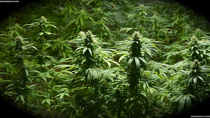 420, ganja, marijuana, weed, HD wallpaper