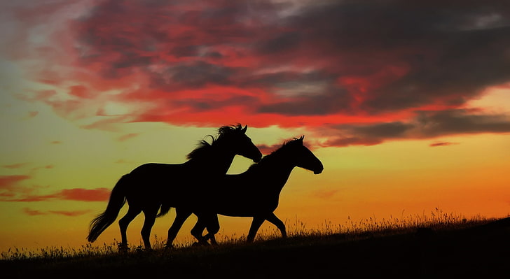 Wild Horses Running HD Wallpaper, silhouette of horses, Animals