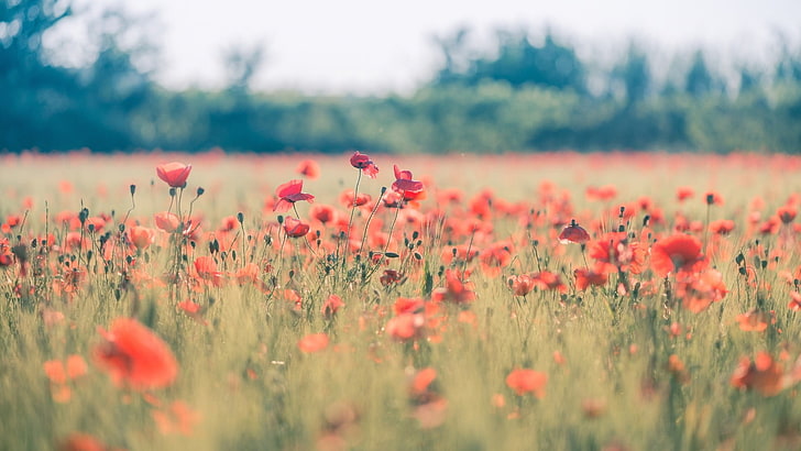 pink petaled flowers, poppies, nature, field, red flowers, plants