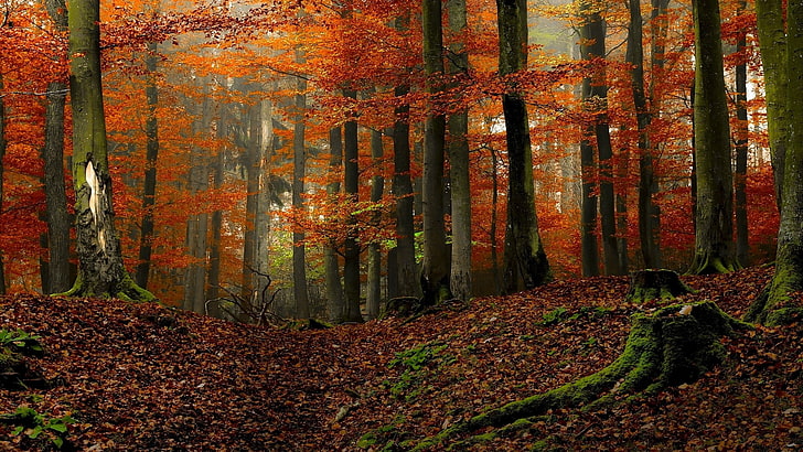 landscape, nature, forest, colorful, fall, moss, leaves, mist, HD wallpaper