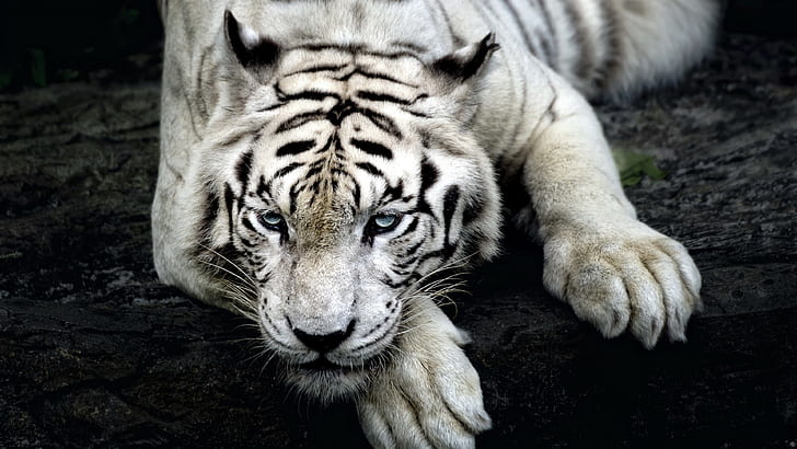 tiger 4k  desktop  download, HD wallpaper