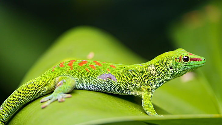 reptile, green, lizard, madagascar day gecko, green lizard, HD wallpaper
