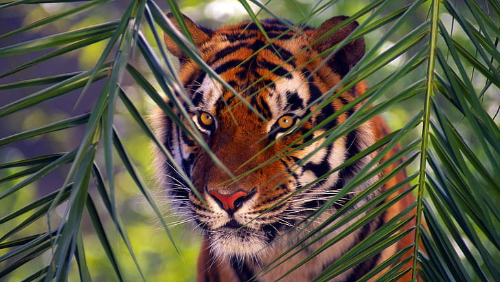 tiger, animals, feline, mammals, wildlife, HD wallpaper